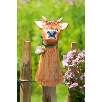 Zaunhocker Kuh Franzi